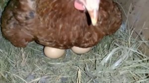 ЦЫПЛЯТА от кроссов ДОМИНАНТ ???