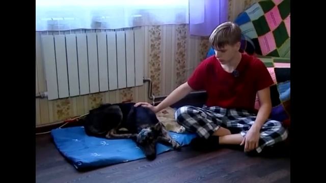 Школьник 5 км нес ранeную собаку на руках. НО КУДА ОН ЕЁ НЕС?