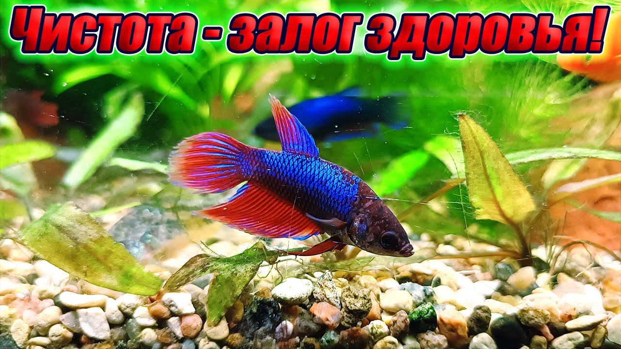 Чистота - залог здоровья [Подготовка аквариумов ко сну] смотреть онлайн
