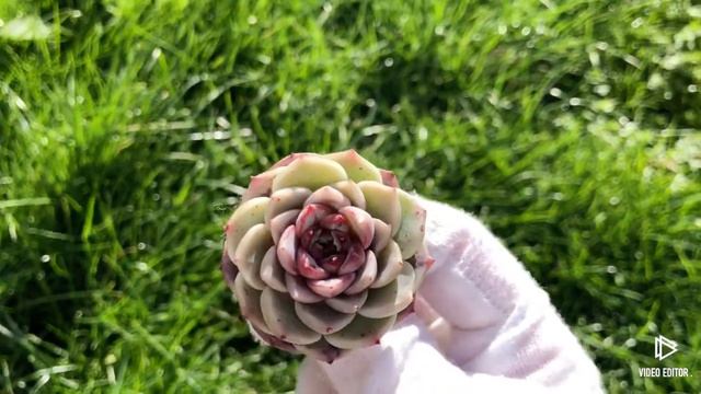 Echeveria Red Velvet смотреть онлайн