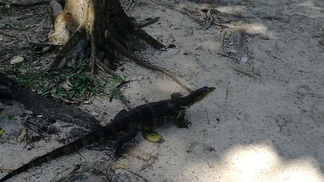 ОГРОМНЫЙ Варан на ПХУКЕТЕ! Остров Ко Рок! ТАИЛАНД! смотреть онлайн