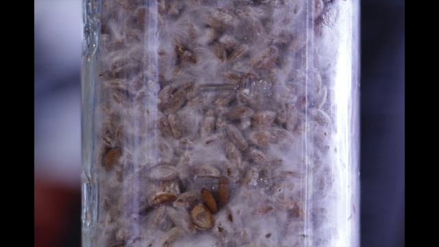 Everything MonoTub - Shaking Your Grain Spawn Jars During Colonization of Mycelium on Rye Substrate смотреть онлайн