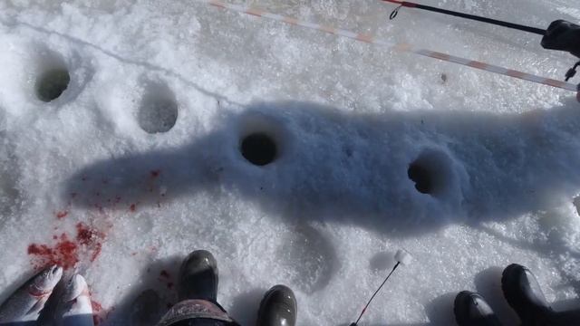 Закрыл ледниковый период 21-22 крупной форелью в клубе Big Karp. Trout Fishing In Russia.