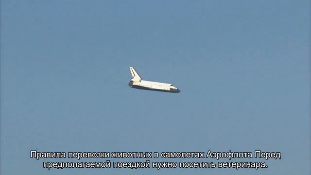 Как перевезти кошку в самолета в России: правила и нормы провоза смотреть онлайн