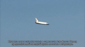 Как перевезти кошку в самолета в России: правила и нормы провоза