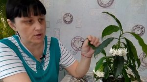 #Мои_комнатные_растения  // Хойя Lockii //  Уход и содержание