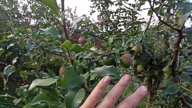 Груша Мраморная. Как растет южная груша в Подмосковье. смотреть онлайн