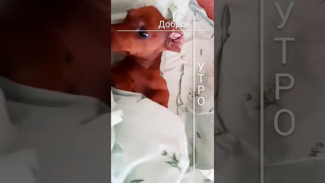 Доброе таксячье 🌄 смотреть онлайн