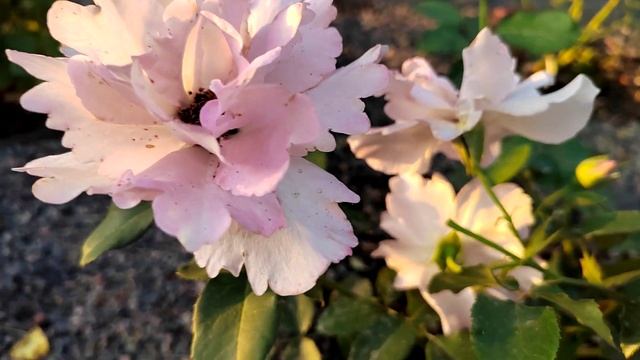 Кутюр Роз Тилия (Couture Rose Tilia) японка смотреть онлайн