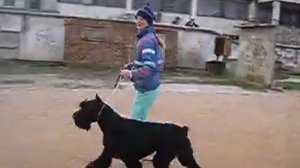 п-к Роман-Кош.Подготовка к Киеву. Роман-Кош Брейк Файн Денс с отцом Танго Савали. м. Балаклава Баск
