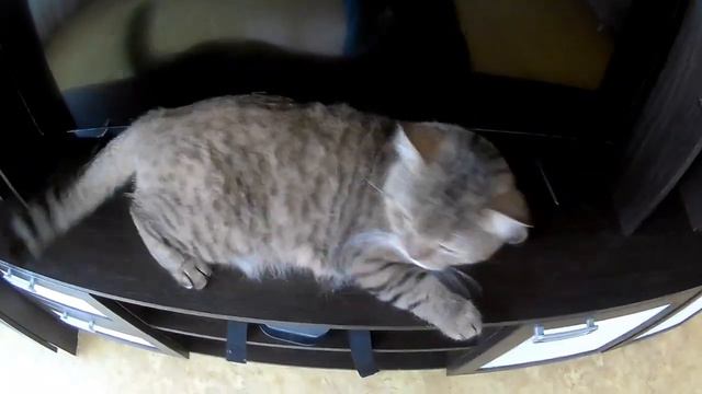 4 лайфхака , которые упростят жизнь вашему коту. смотреть онлайн