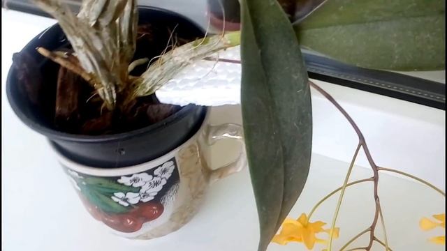 Dendrobium aggregatum цветет / Dendrobium lindleyi цветет смотреть онлайн