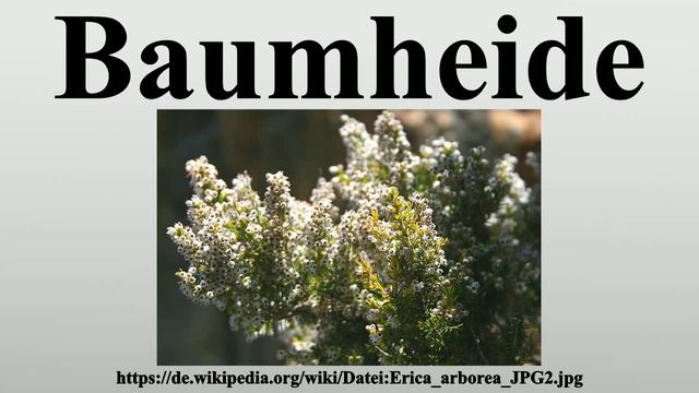 Baumheide смотреть онлайн
