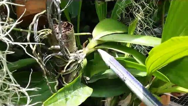 My Orchid Collection in 60 seconds (Great Idea of My Green Pets, William Green) смотреть онлайн