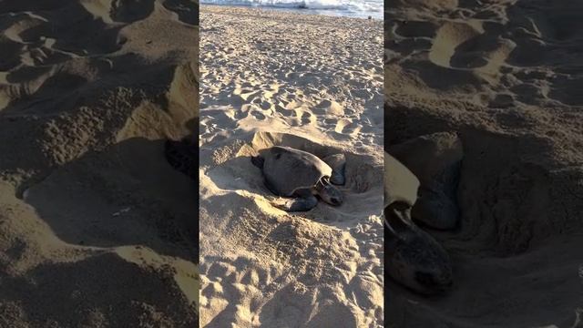 Морская черепаха откладывает яйца смотреть онлайн