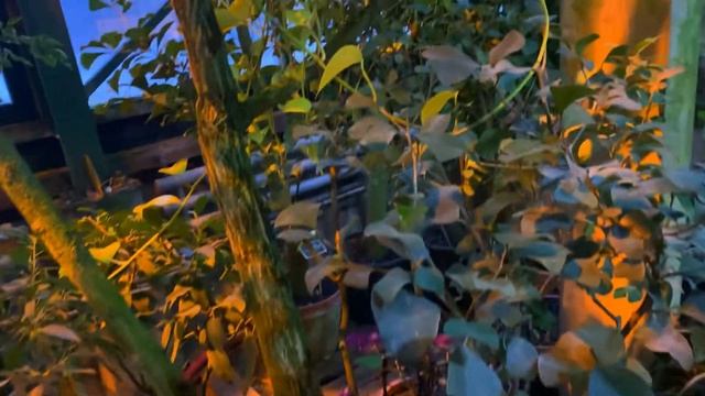 Orchid Paradise. Большой выпуск из аптекарского огорода,выставка орхидей,оранжереи, новинки