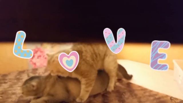 Вязка.Золотой кот ny25 смотреть онлайн