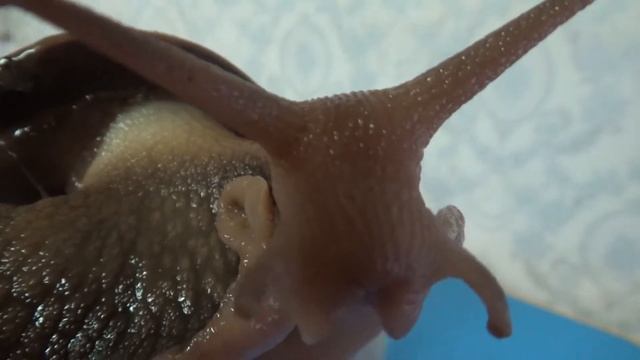 КАК СНЯТЬ ЭТоО С РУКИ. УЛИТКА ГИГАНТ ТУРБО знакомимся