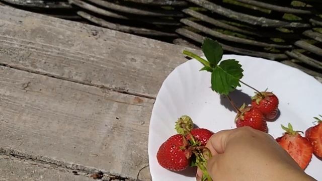 Сорт клубники ФЕДЕРИКА / Federica. Отличный поздний сорт из Италии. смотреть онлайн