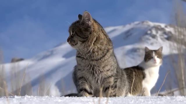 Кот вмерз в лёд. Шансов на спасение уже не было, как вдруг... смотреть онлайн