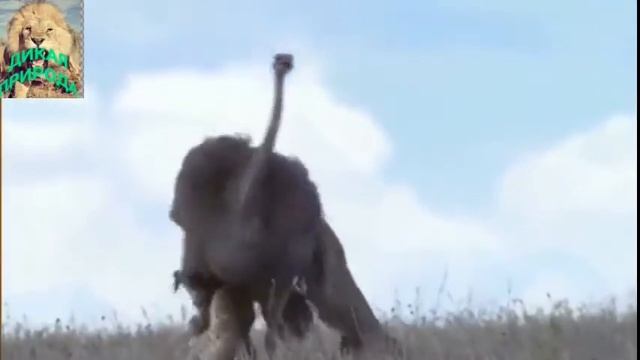 ДИКАЯ ПРИРОДА  СБИЛИ СТРАУСА С НОГ #ДИКАЯПРИРОДА