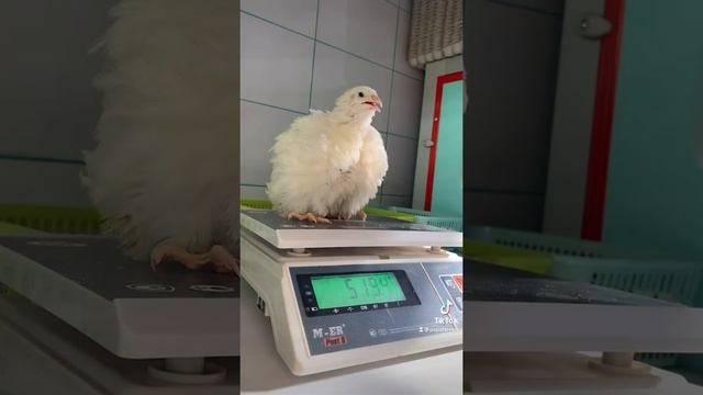 Перепела. Как узнать пол курочек Техасский Белый перепел мясной гигант PAPAFERMER смотреть онлайн