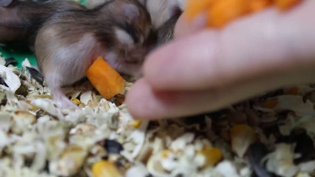 Мандаринчикам 12 дней. Сами едят. смотреть онлайн