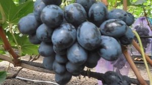 Виноград Фурор