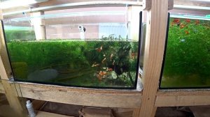 Лечение Гуппи