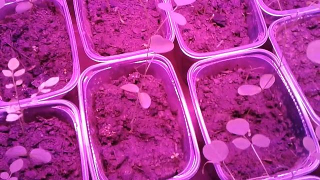 Рассада акации