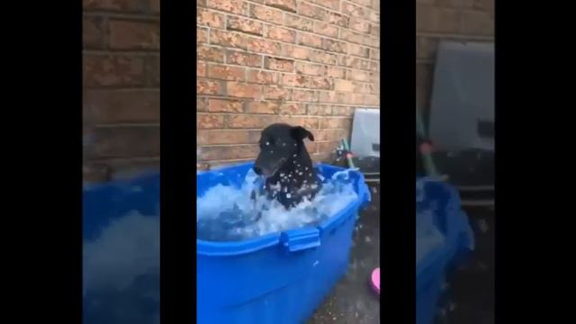 Ну ооочень такие вот собачки, от жары спасаются ))) ссылка в описании смотреть онлайн
