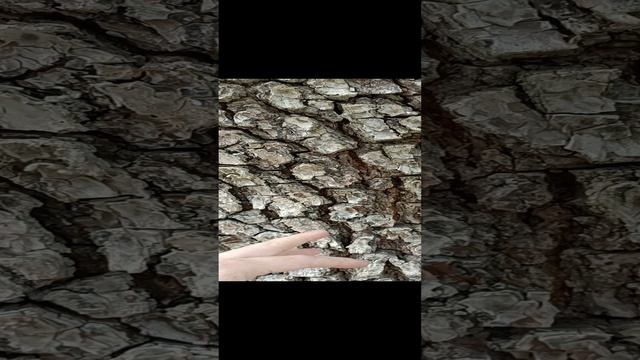 Сонник. Кора дерева во снах.MP4 смотреть онлайн