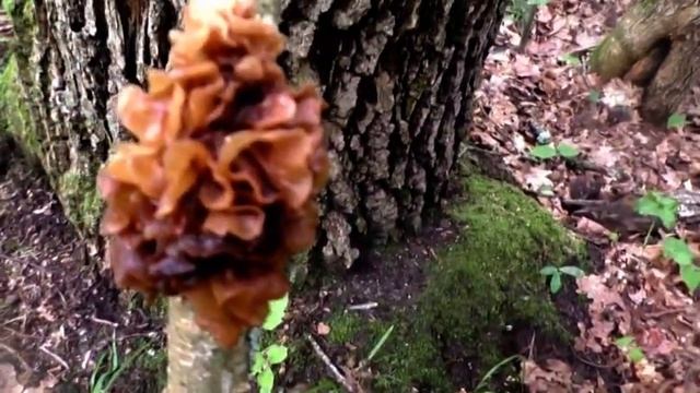 Лисички Подберезовики Волнушкики. Сыроежки. Эксидии Коричневые. смотреть онлайн
