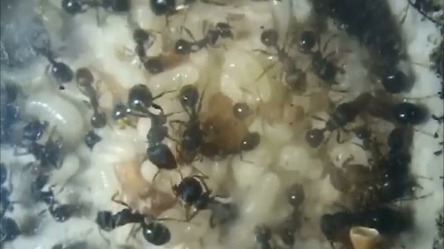 Жнецы — муравьи новичка. Messor Sf. Muticus