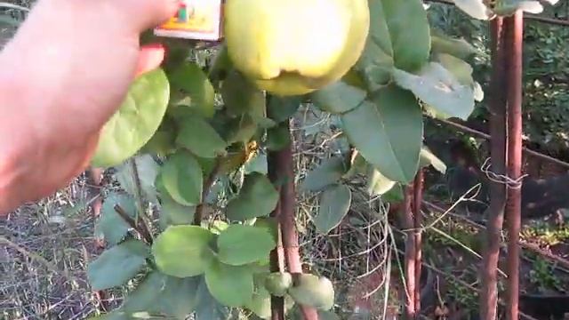 Выращивание яблочной айвы в открытом грунте Growing apple quince in the open field смотреть онлайн