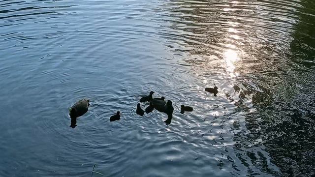 Санкт-петербург парк Победы смотреть онлайн