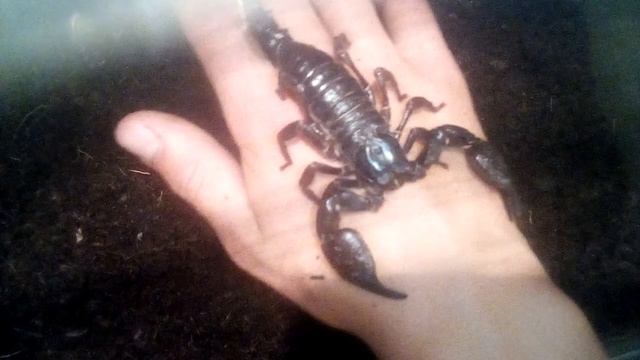 Содержание, уход за азиатским лесным скорпионом! смотреть онлайн