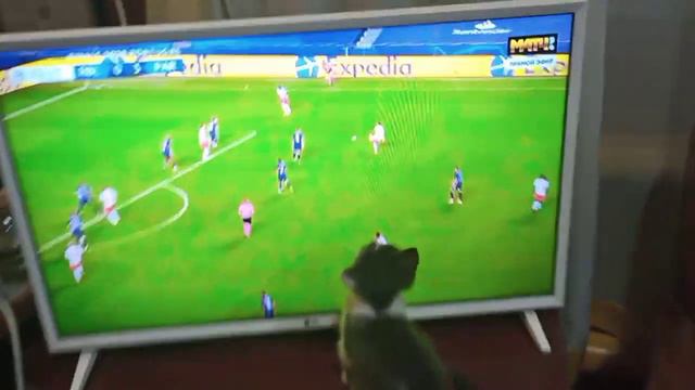 коты любят футбол тоже смотреть онлайн