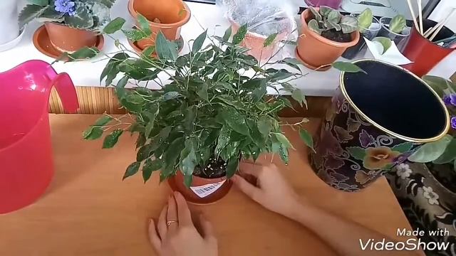 Фикус Бенджамина Кинки. Уход за фикусом Бенджамина в домашних условиях. смотреть онлайн