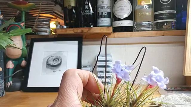 Tillandsia Tenuifolia Fineが美しすぎた