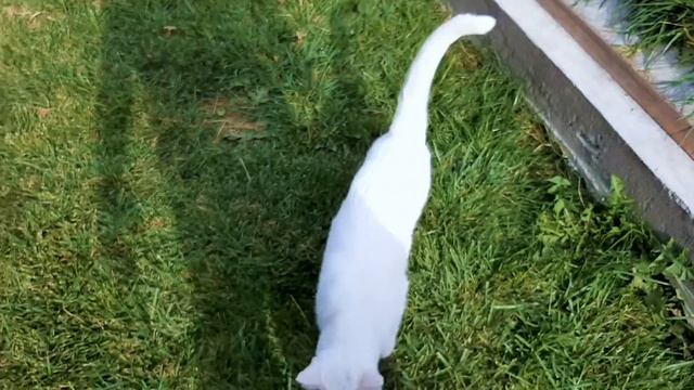 Dig a trench under the foundation. Выкопать траншею под фундамент. смотреть онлайн