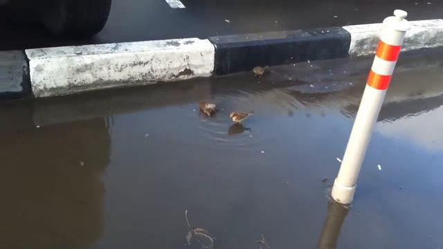 Воробей купается в океане смотреть онлайн