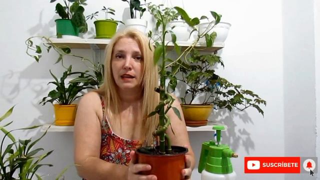 🎋lucky bamboo cuidados │CUIDADOS DEL BAMBU .@VeronicaCampaniniPlantas смотреть онлайн