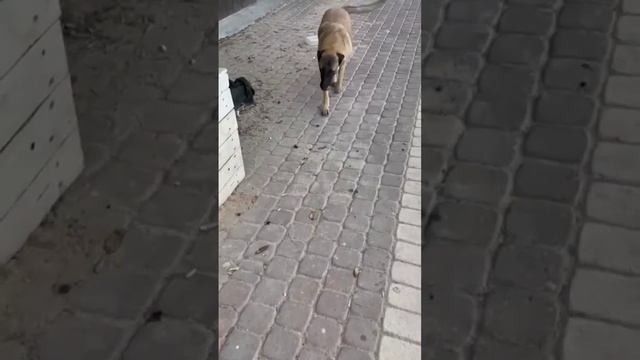 каждый день новая выброшенная собака ? смотреть онлайн