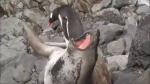 ПИНГВИН НАСТУПИЛ НА ТЮЛЕНЯ ОРЕТ ЖЕСТЬ СМОТРЕТЬ ВСЕМ