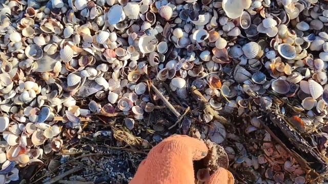 Находки на морском берегу. Что скрывает берег моря. смотреть онлайн