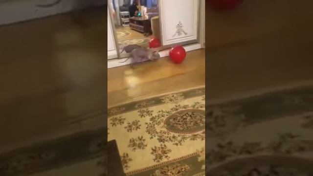 3 ноября 2019 г.кот петерболд смотреть онлайн