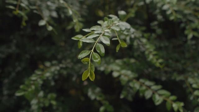 Heavy Rain And Thunder To Sleep Fast And Beat Insomnia. Nature Sounds For Sleeping смотреть онлайн