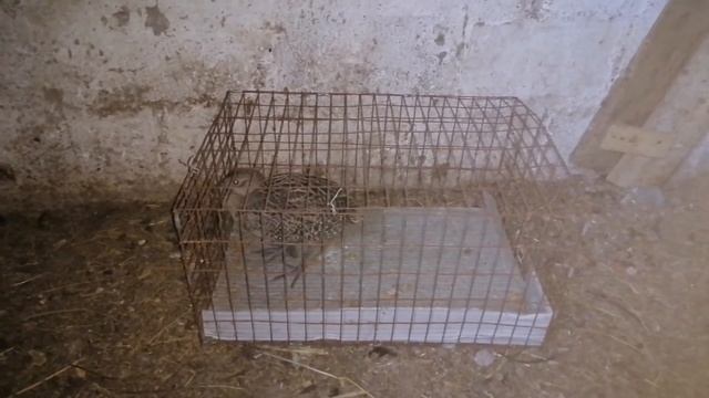 Фазаны. Возможно ли содержание диких фазанов в вольере с курами? Нужен совет.