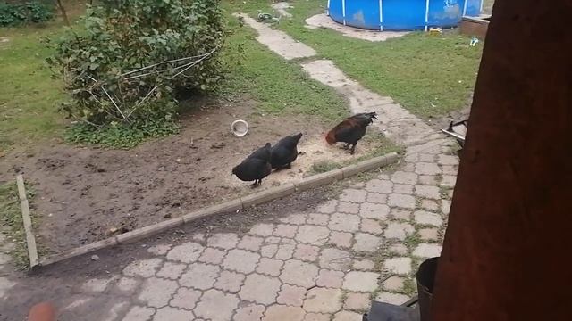 Свиноматки, Мараны, Брессгальцы, акция РЭМИЛ. смотреть онлайн